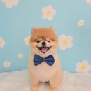 댕그루밍 이미지