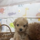 세교동 소로 3-8 | 세교동강아지분양 신혼집 첫 반려견, 건강한 아기 강아지 분양 후기 🐶
