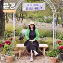 문경마켓 찬미네농원 | 국내 가을여행지 추천 경북 문경 문희농원 개미취 꽃구경