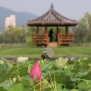 [부산 사상구] 여러 개의 연못에 수많은 연꽃과 수련으로 가득합니다.~ 삼락생태공원 연꽃단지 이미지