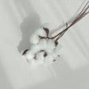 목화 이미지