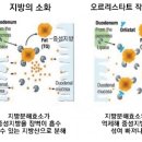 [科學카페] 비만치료제(肥滿治療劑) 게임체인저 나왔나 이미지