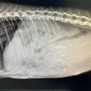 어강동물병원 이미지