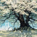 청풍명월 이미지