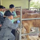 한우번식축산 이미지