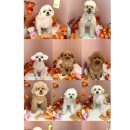 꾸니베어 이미지