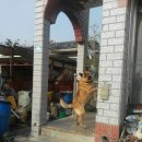 멍멍이 날다 이미지