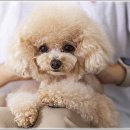 펫퍼스트 24시 강아지분양 고양이분양 파주운정점 이미지