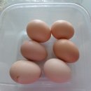 반딧불계란