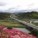 한국도로공사 서대구영업소뒤 와룡산 연산홍 군락지 (2021,04,13 오전촬영) 이미지