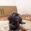 유박