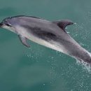 돌고래 이미지