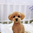 아이러브댕댕 이미지