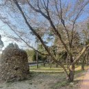 토지초등학교 | [4월 구례여행] 구례벚꽃명소 토지초등학교