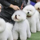 털뭉치들 이미지