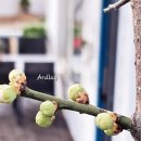 아드레이 이미지