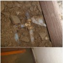 무궁화 슈퍼 이미지