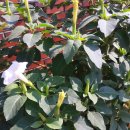 이홍삼계탕 이미지