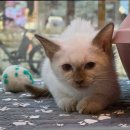 도그마루 강아지 고양이 부산점 | 도그마루 강아지고양이 부산점, 부산고양이분양으로 만난 특별한 친구