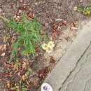 낙조11번가 네이버블로그