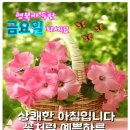 🌼금요일 문안편지 '감사함으로 여는 행복한 아침에' 이미지