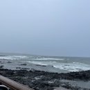 완도11호 이미지