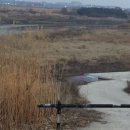 승촌보(하류) Daum카페