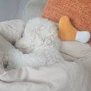 25시동물의료센터 | 강아지 스케일링/발치 비용 후기 수원 24시 당신의동물의료센터