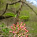 화전민촌 이미지