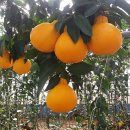 레드스타 이미지