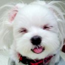 웃는 강아지 이미지