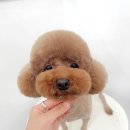 멍멍플라워 이미지