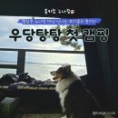 통키식당 | 캠알못 누나랑 대형견 보더콜리 통키의 우당탕탕 첫 캠핑