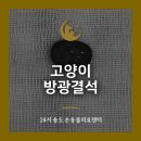 현 동물병원 | 고양이 방광염 증상 요로 결석 있어서 수술한 후기 만수동동물병원