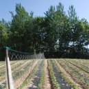 배동문농장 이미지