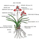 춘란의 분류와 재배기술 이미지