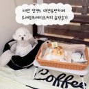 내동애견 | 태안 안면도 애견동반카페 트레블브레이크커피 솔직후기