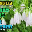 섬초롱꽃-사포닌· 안토시아닌· 이눌린· 비타민등 항산화물질 가득!! 피를 맑게하고,심장과 뇌혈관 질환을 예방하며, 폐를 튼튼히 하고, 이미지