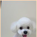 이끌리개 이미지