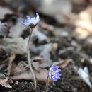 홍천1교 이미지