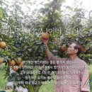 윤태현농장 | 생생정보 친환경 농산물 영암 유기농 배, 연천 무농약 사과 파는곳 택배주문 연락처 위치 어디? 생생정보통