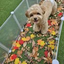 차차네 유치원 이미지