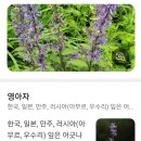 2024.7.13(토) 곰배령 야생화 산행 사진 이미지