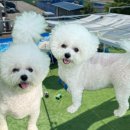 대부도 바다 애견 펜션 개꿀하우스 이미지