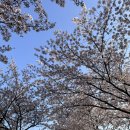 자산동191 | 구미 | 동락공원 벚꽃 명소, 피크닉 하기 좋은 공원 &amp; 주차 정보 (대구 근교)