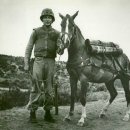 미국 해병대 최초의 말(馬) 부사관이 된 한국경주마 여명(바탕음악有) 이미지