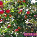 성애농장 이미지