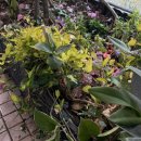 마사로 | 베란다 조립식 화단 5년 써보니 알게 된 장단점 | 내돈내산 솔직 후기