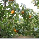 정옥농장 이미지