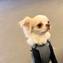 헤이퍼피 | HEY PUPPY 헤이퍼피 파주 운정 애견카페 다녀왔어요🐶🐾